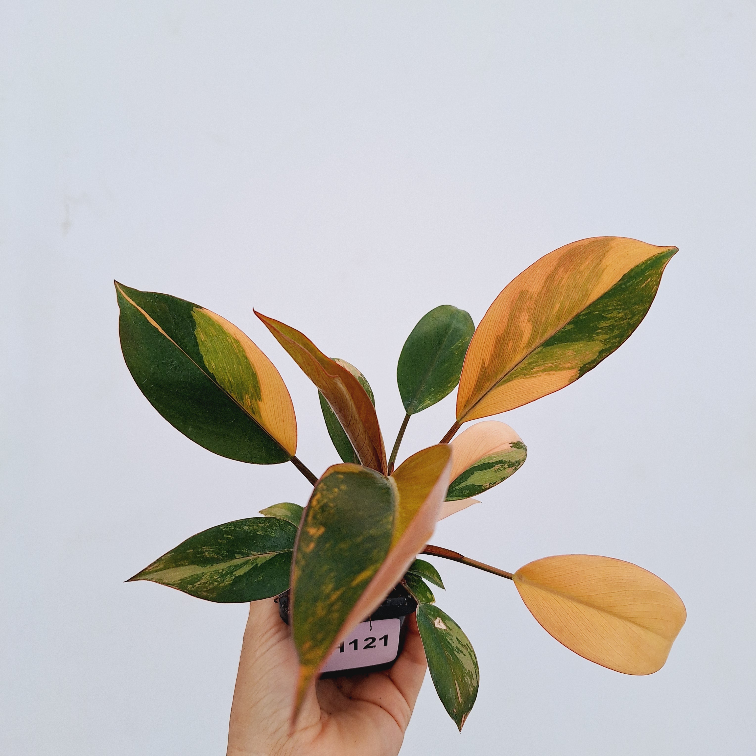 Philodendron &#39;Rojo Congo Variegated&#39;