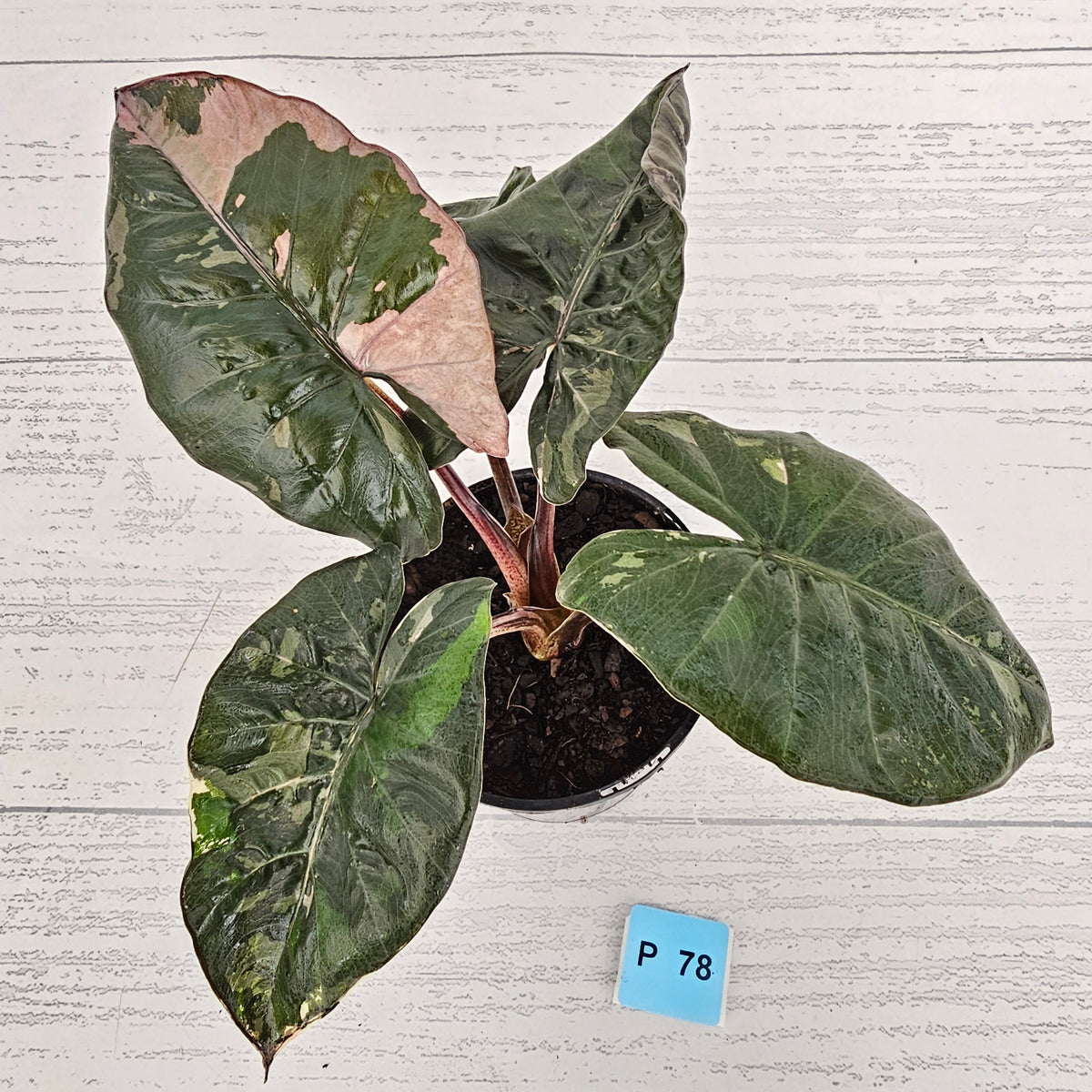 Alocasia macrorrhizos 'plumbea Variegata'