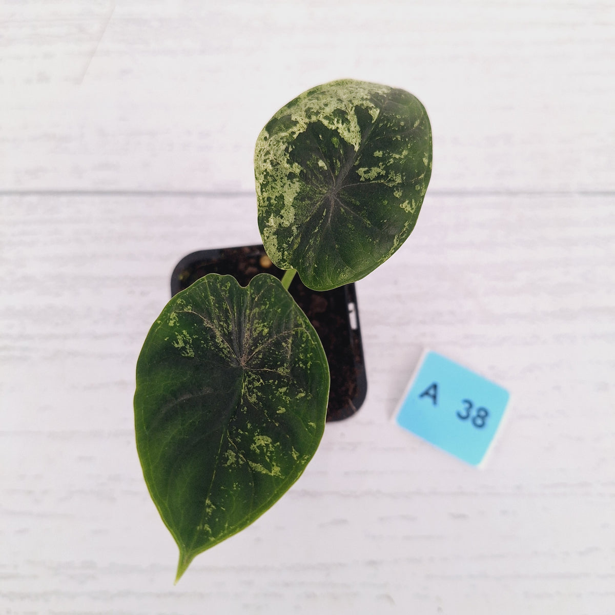 Alocasia baginda ‘Dragon Scale Mint'