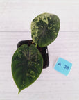Alocasia baginda ‘Dragon Scale Mint'