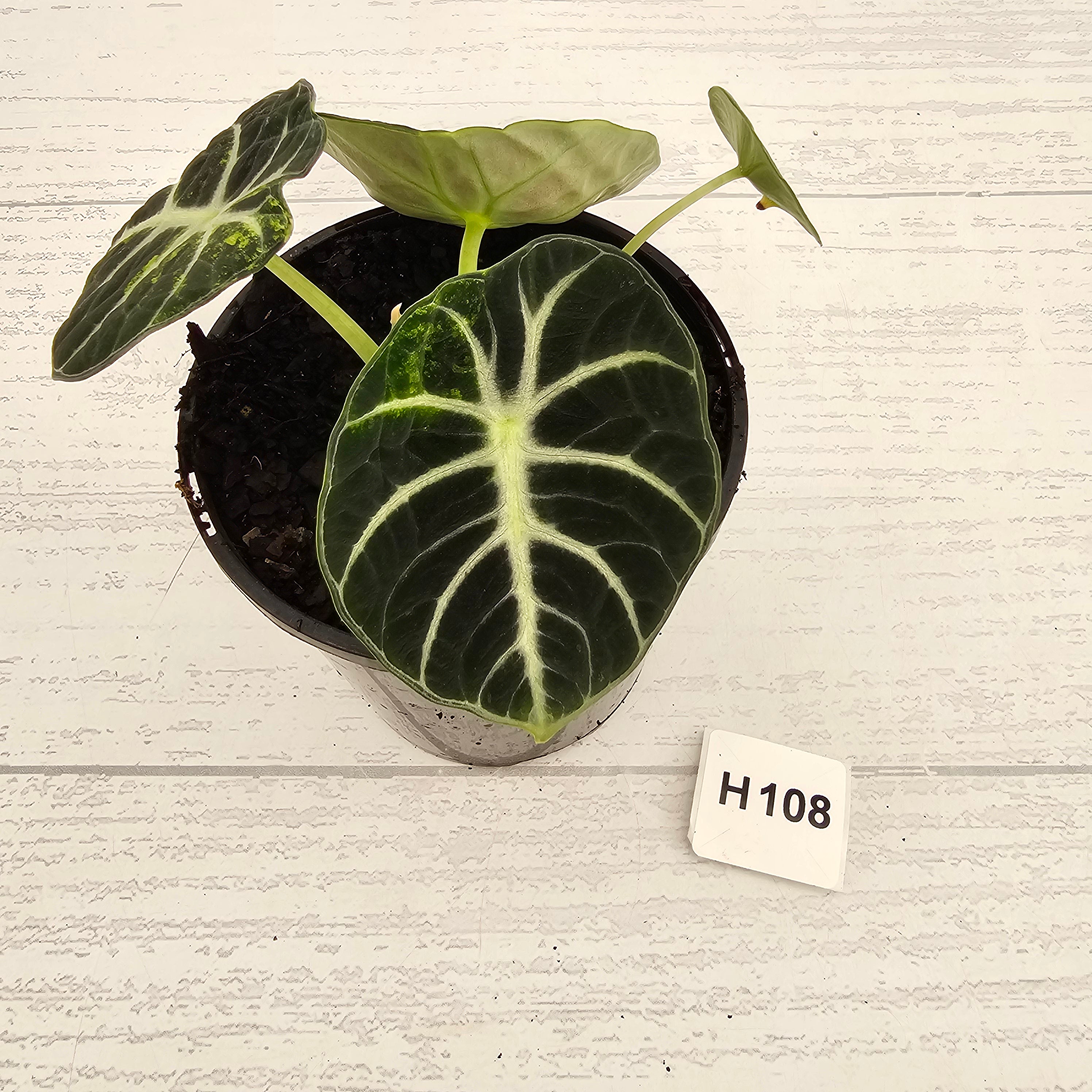 Alocasia reginula 'Ninja Variegata'