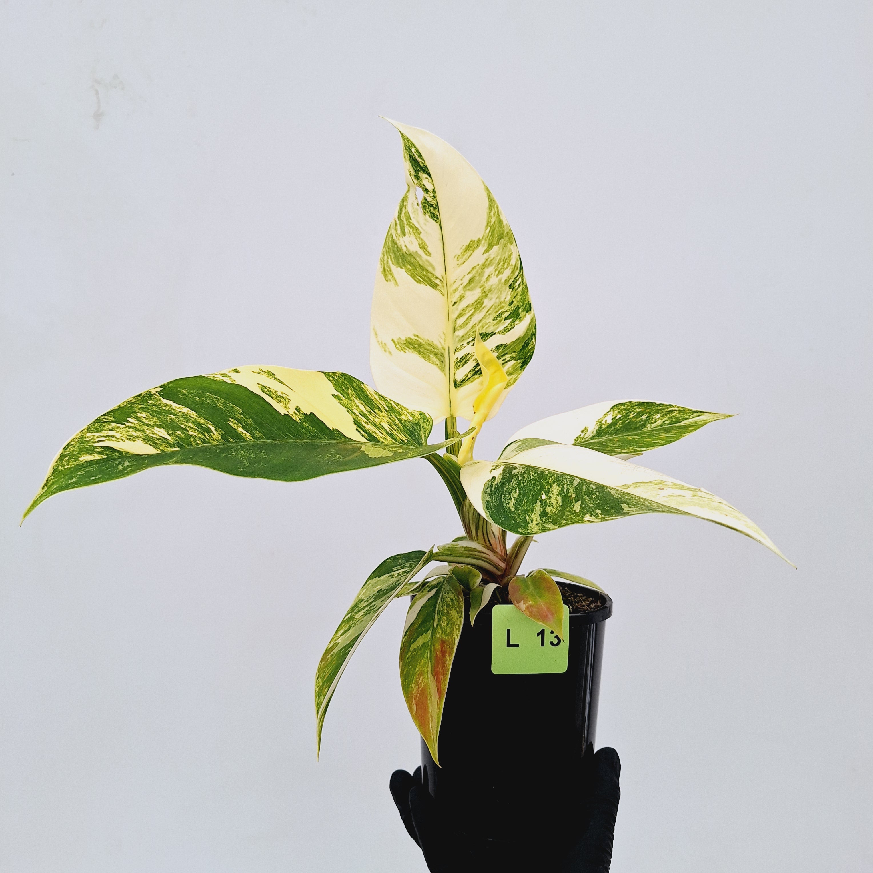 Philodendron imperial green variegata