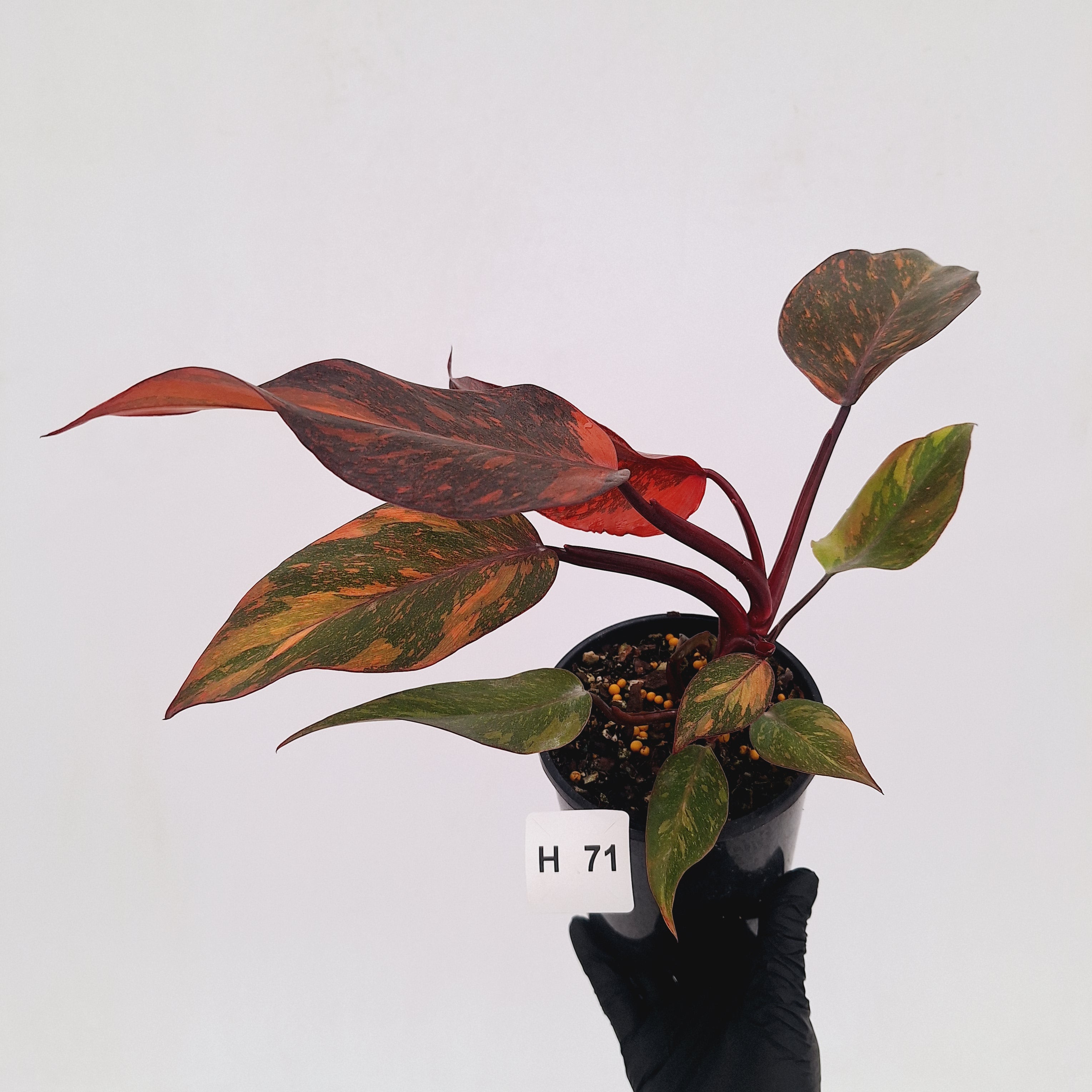 Philodendron 'Orange Princess' - FLASH SALE