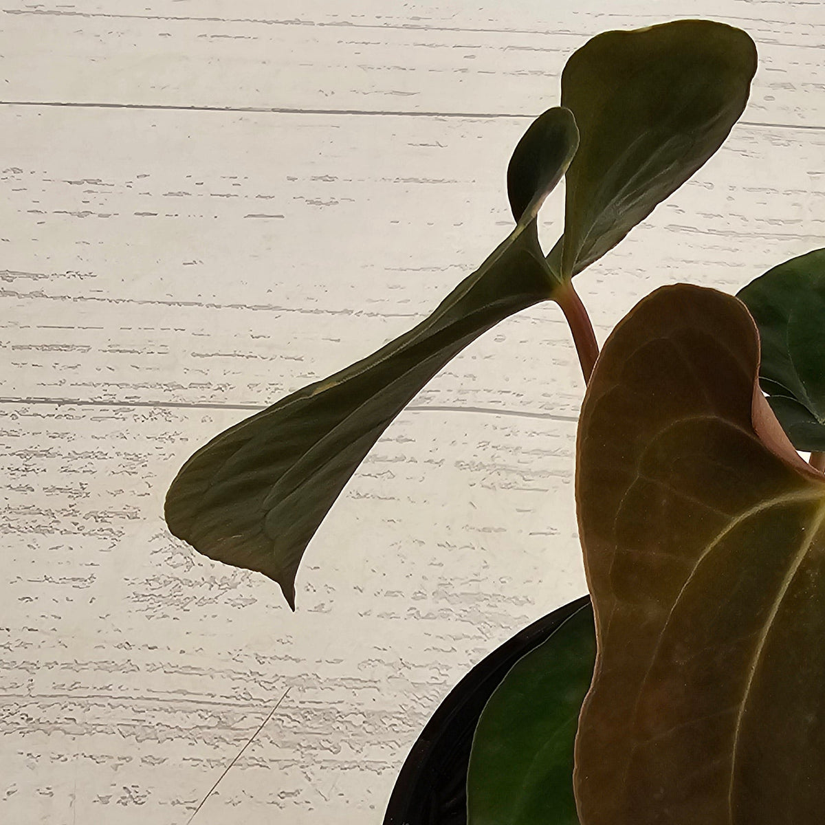 Anthurium 'Black Magic' - Perfectly Imperfect Plants