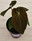 Anthurium 'Black Magic' - sale