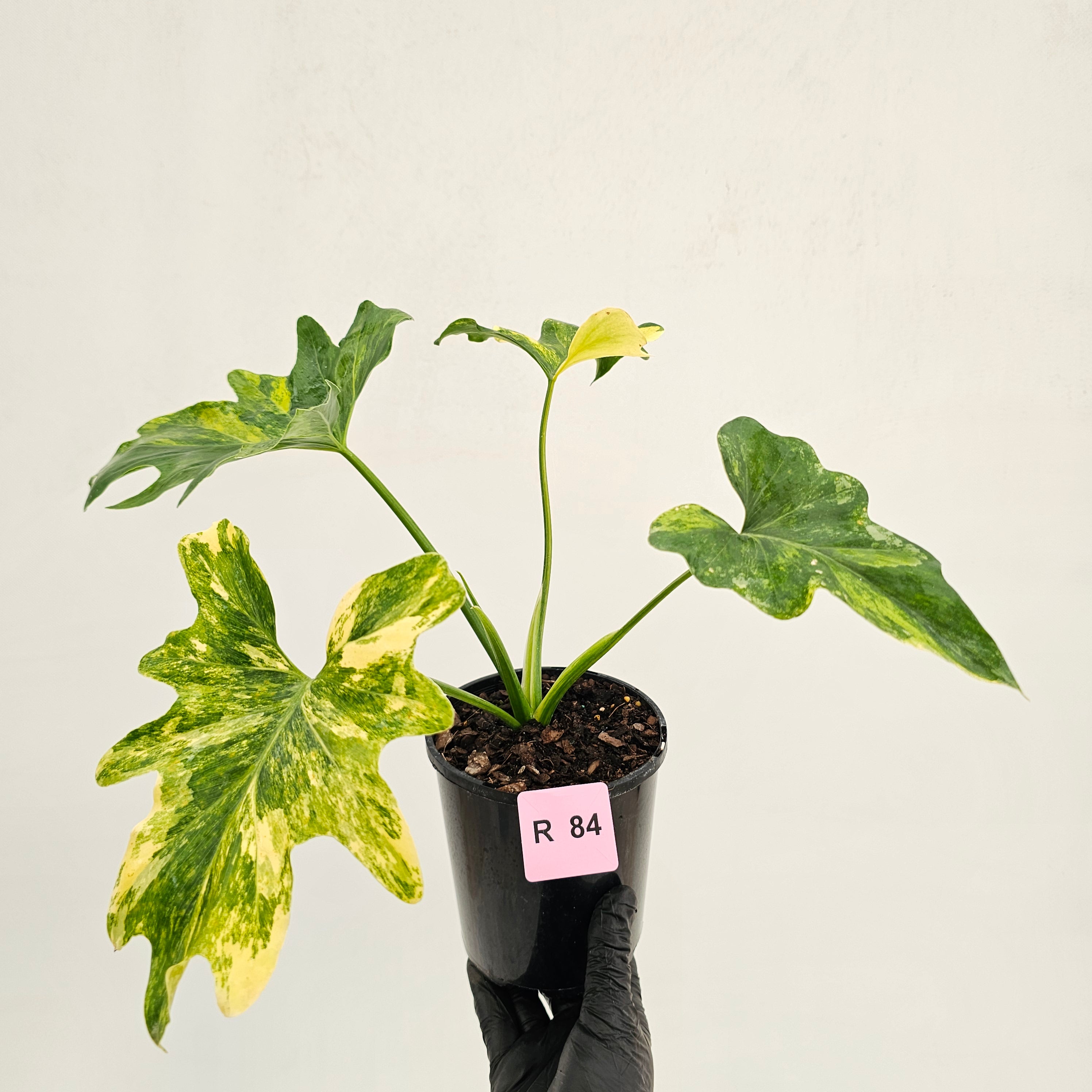 Philodendron bipinnatifidum variegata - SALE