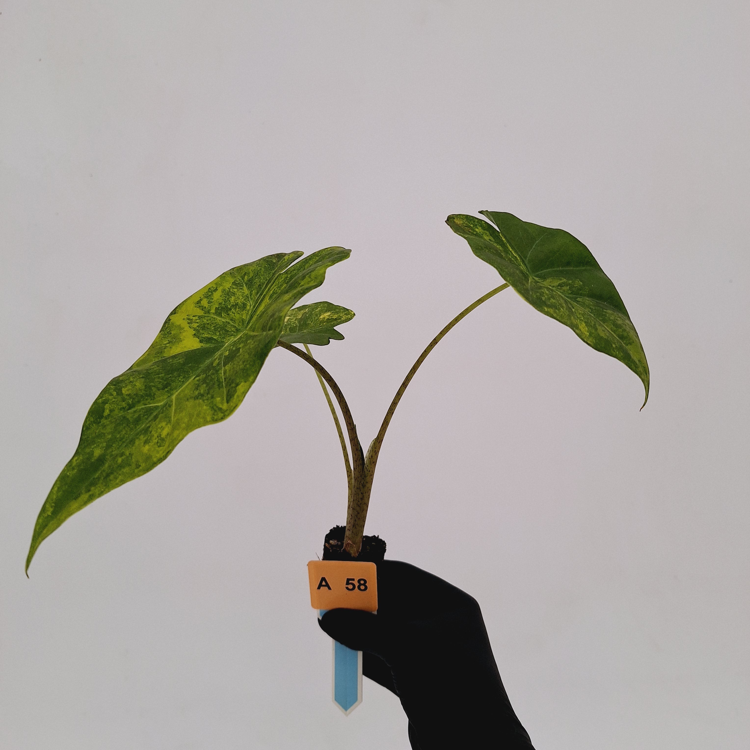 Alocasia Portora Variegata - Bare Bottom Baby