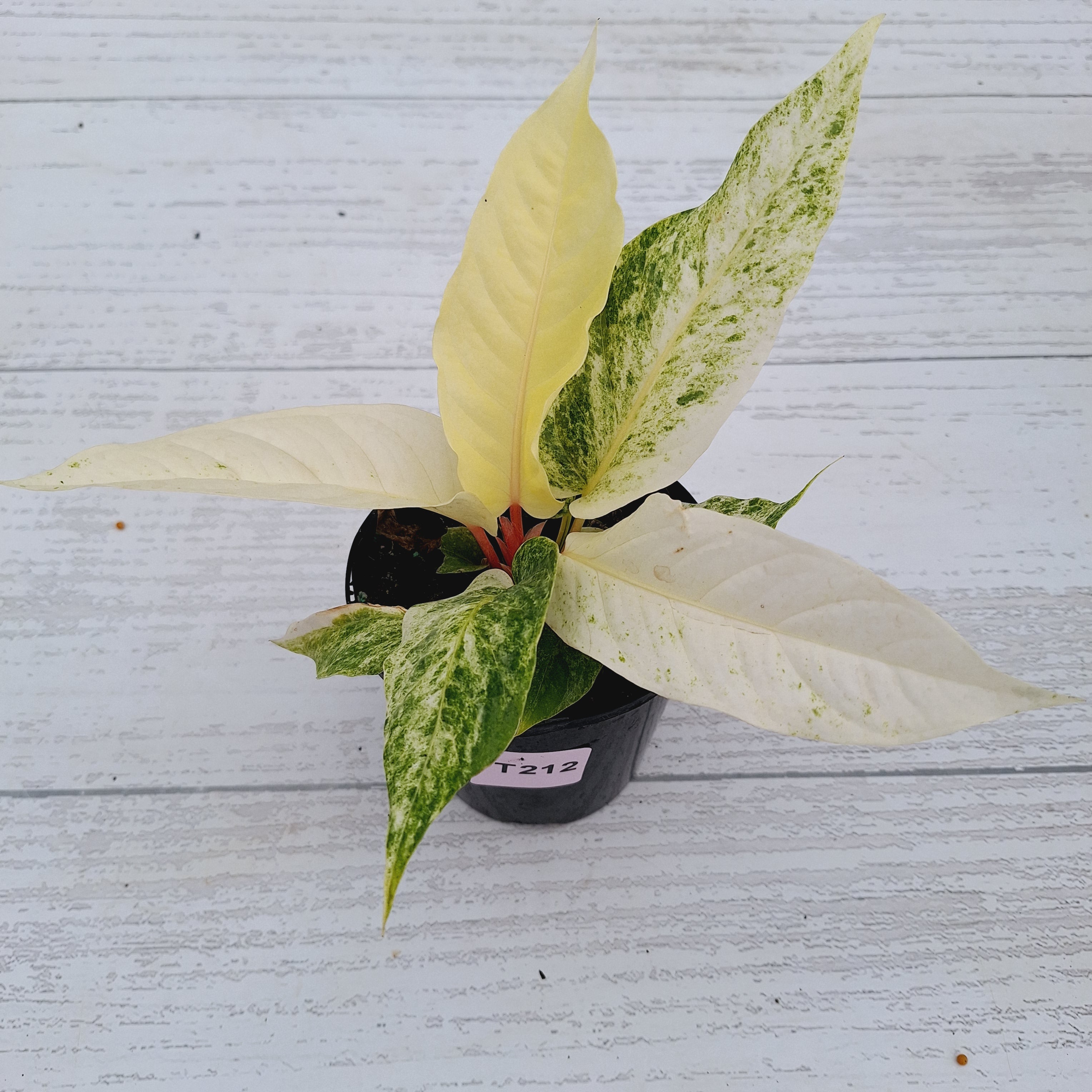 Anthurium Hookeri NOID