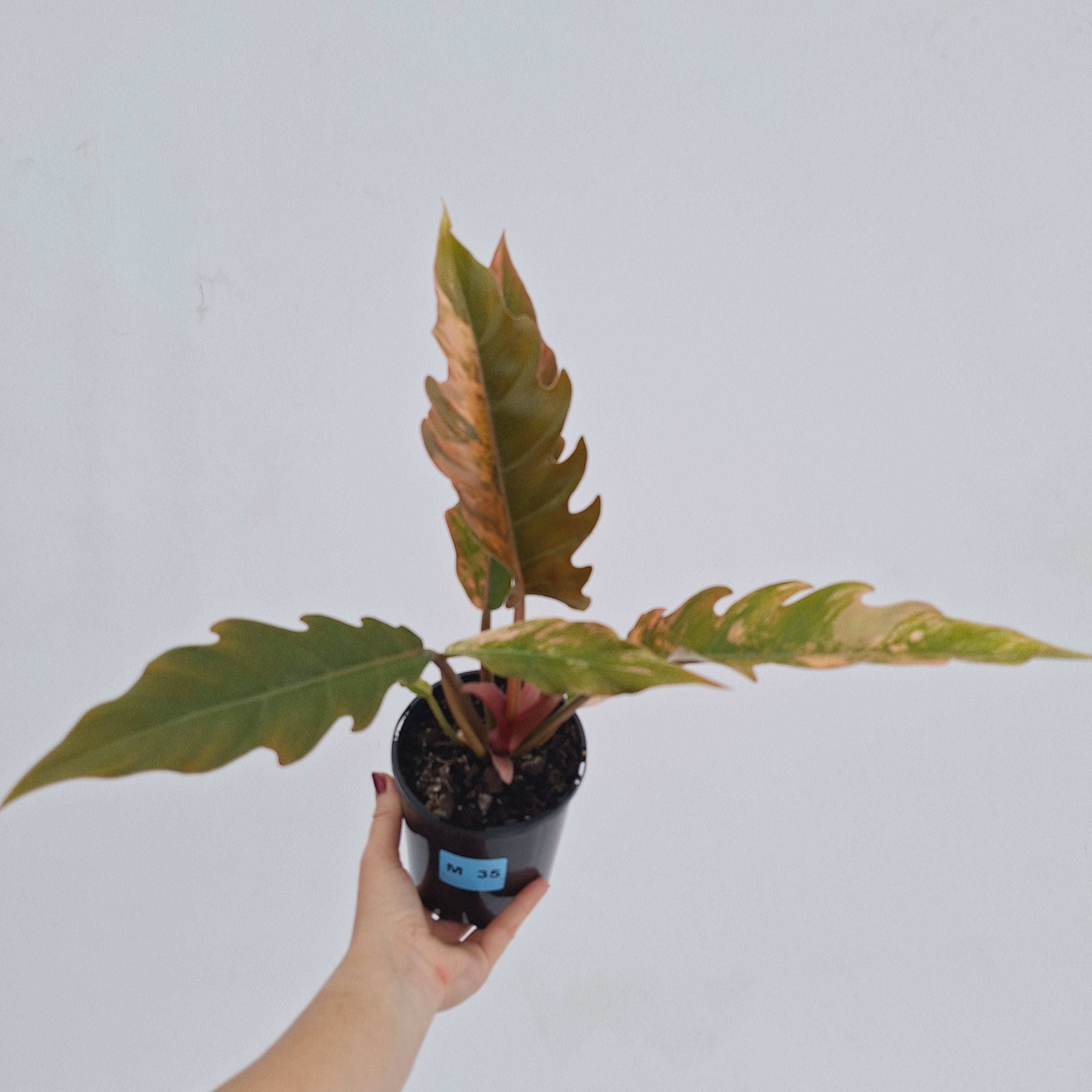Philodendron serratum Caramel Marble