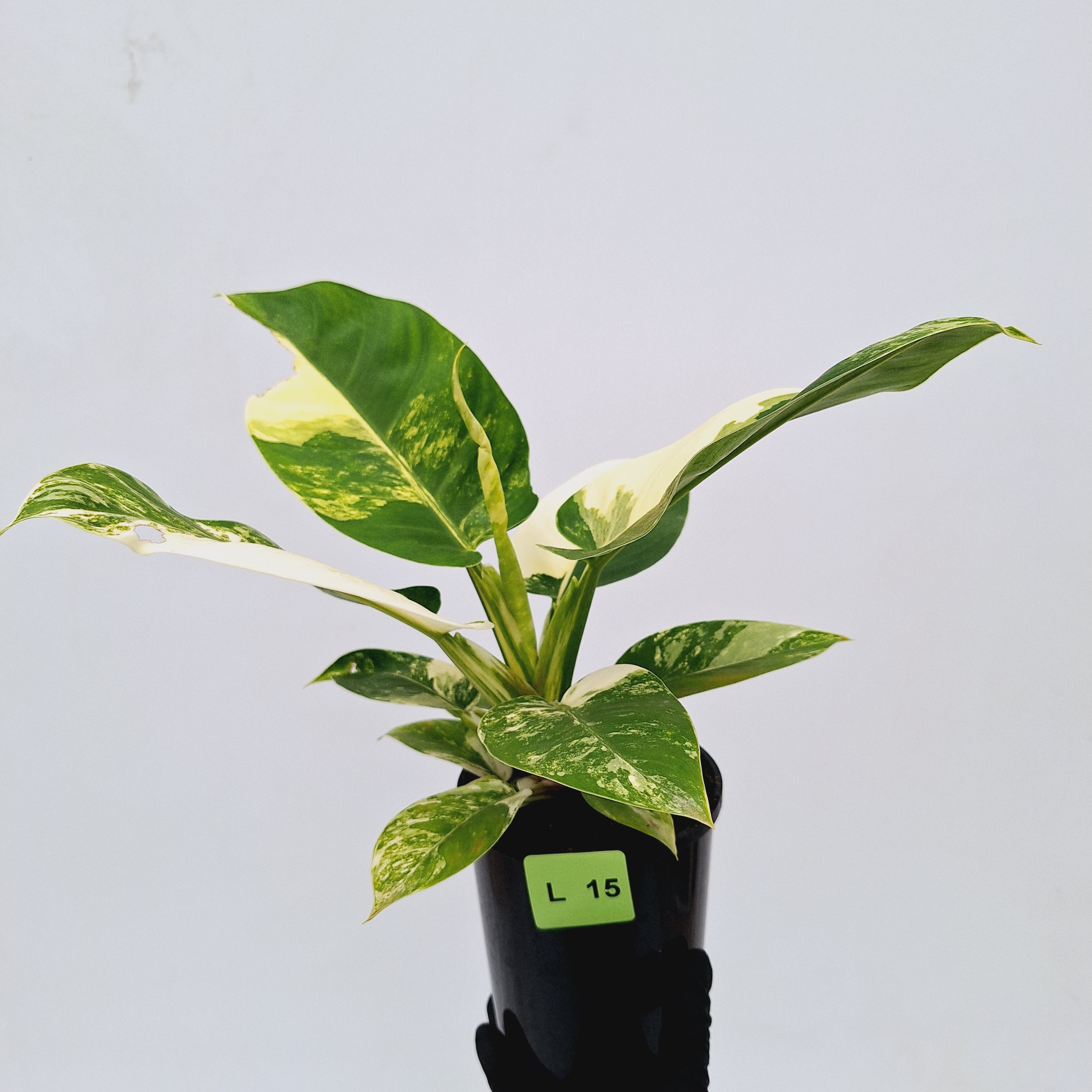 Philodendron imperial green variegata