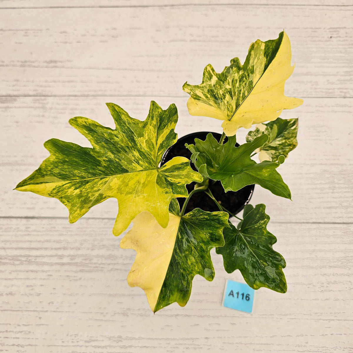 Philodendron bipinnatifidum variegata - SALE