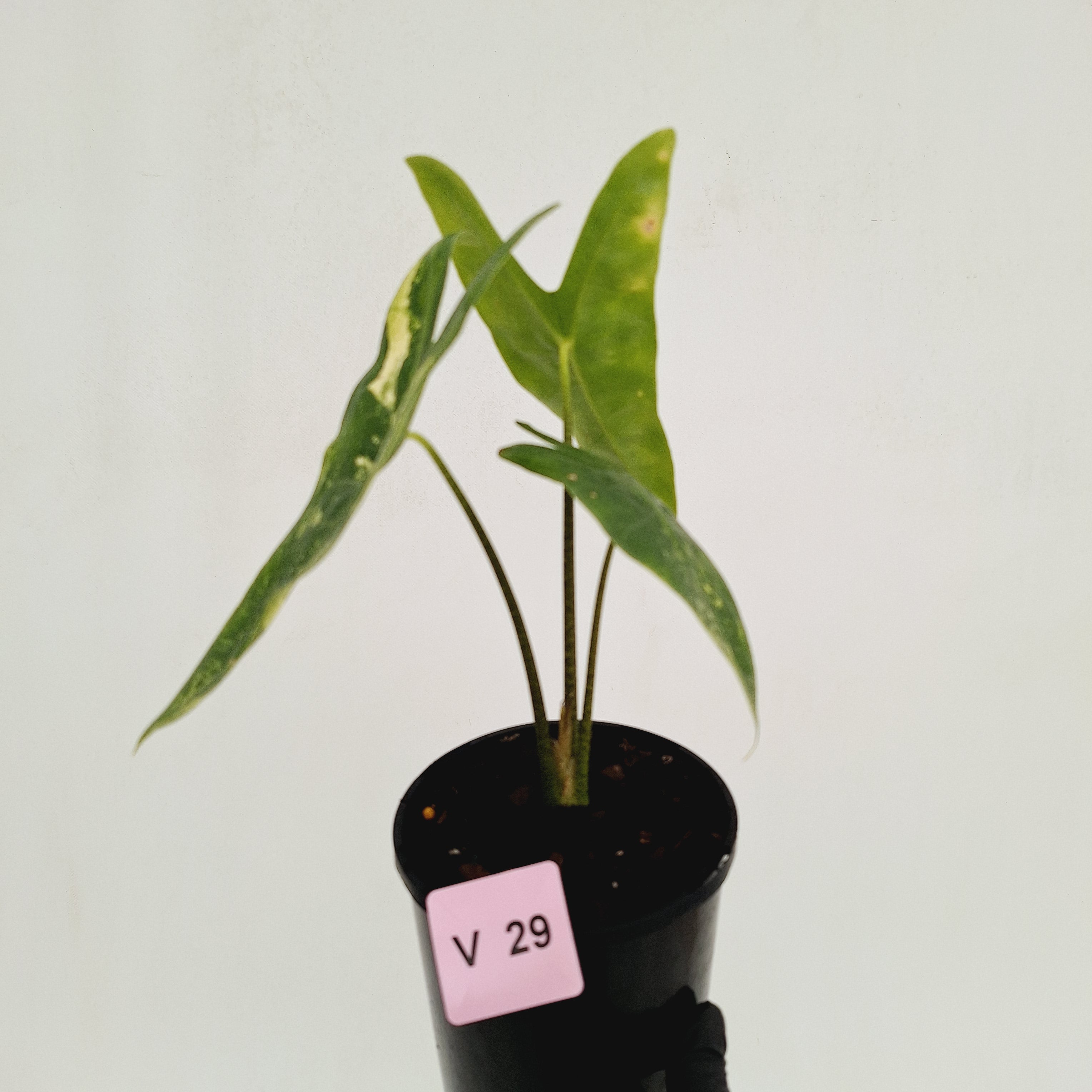Alocasia  no ID