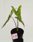 Alocasia  no ID