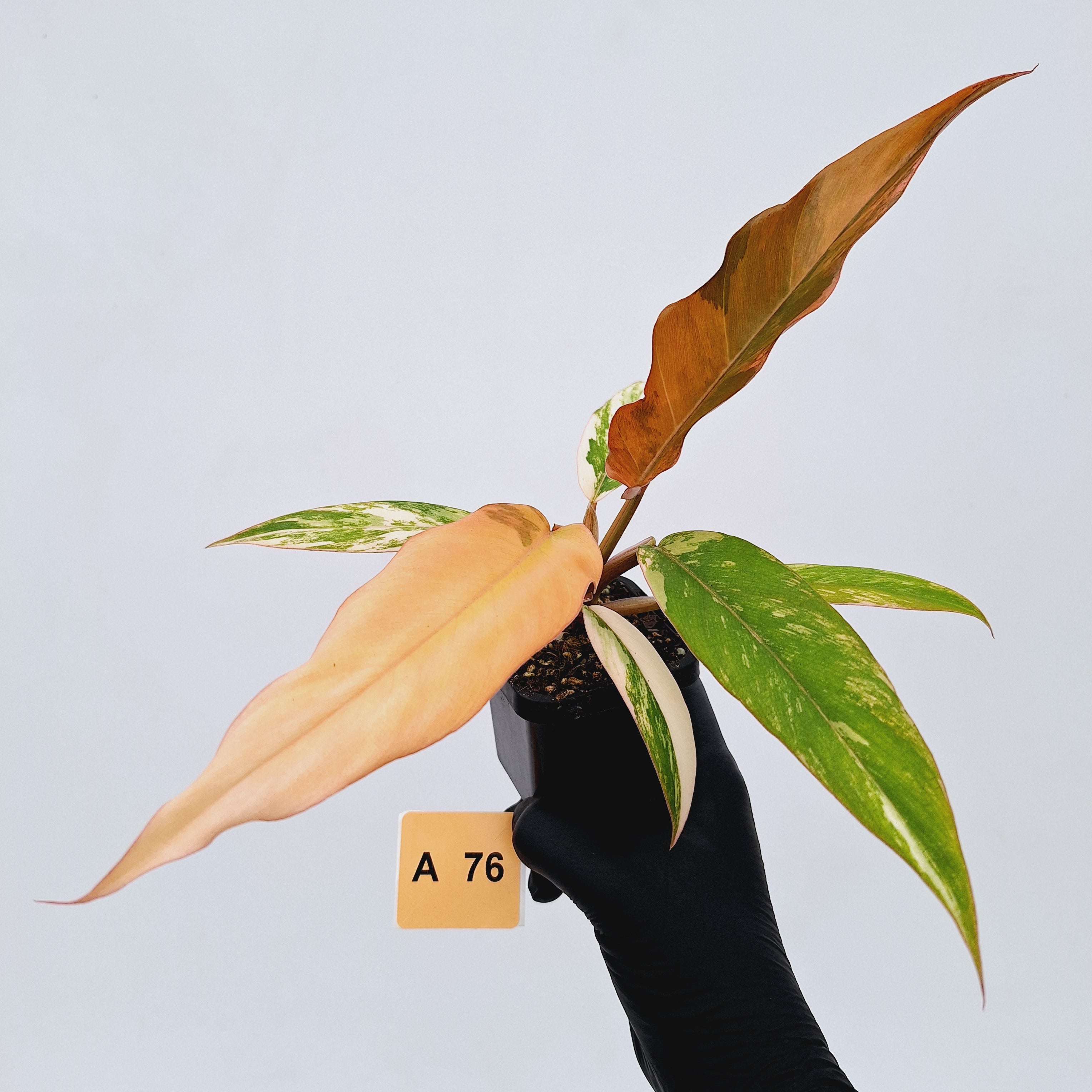 Philodendron serratum Caramel Marble