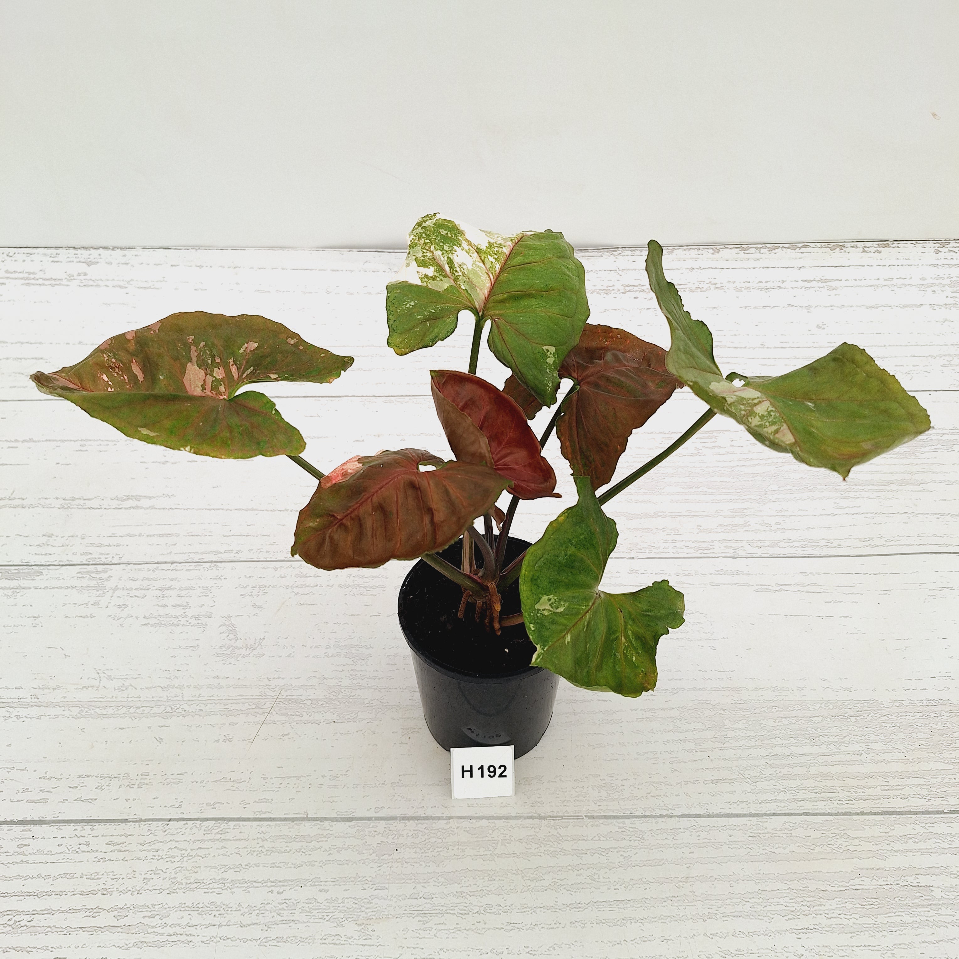 Syngonium podophyllum ' Strawberry Ice Galaxy'