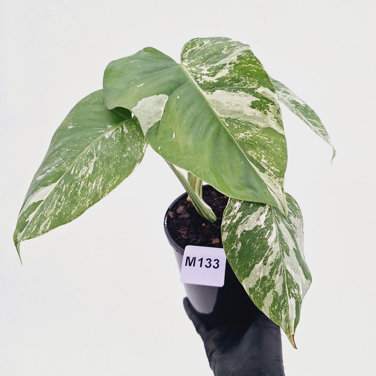 Monstera borsigiana 'Albo'