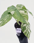 Monstera borsigiana 'Albo'