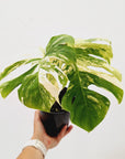 Monstera Albo 125mm Gift Box - Christmas Pre- Order