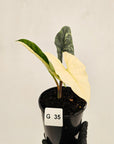 Alocasia ‘Simpo Albo’ Variegata - SALE