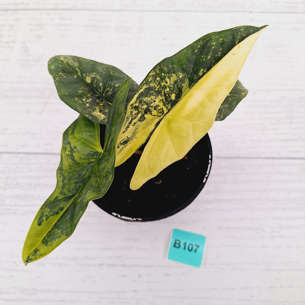 Alocasia ‘Simpo Aurea’ Variegata