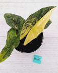 Alocasia ‘Simpo Aurea’ Variegata