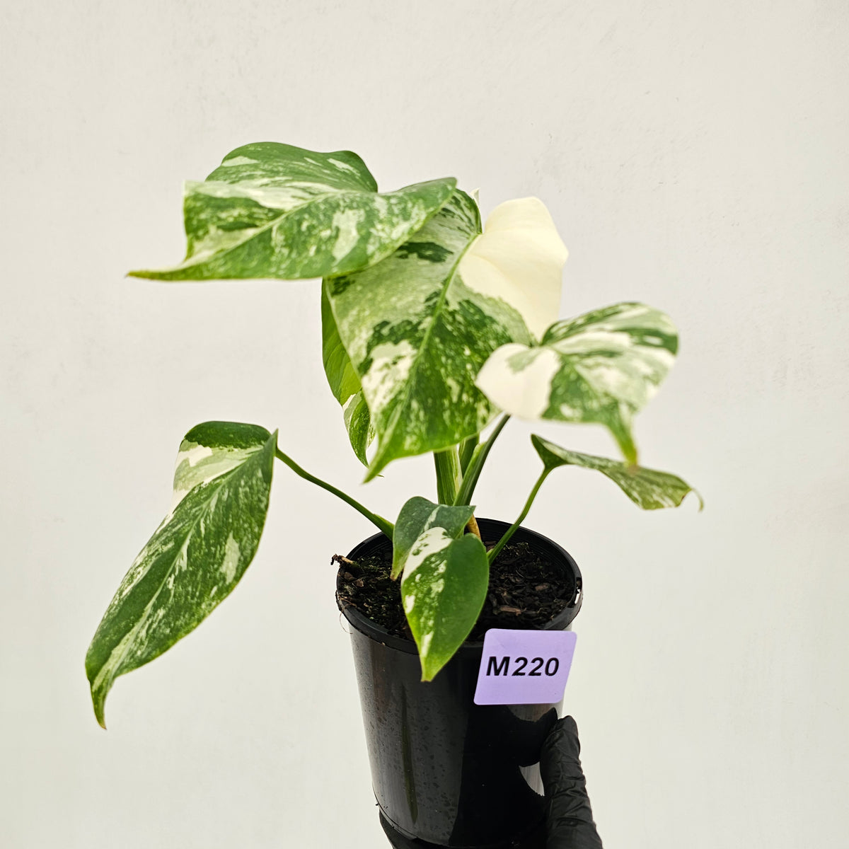 Monstera borsigiana 'Albo'