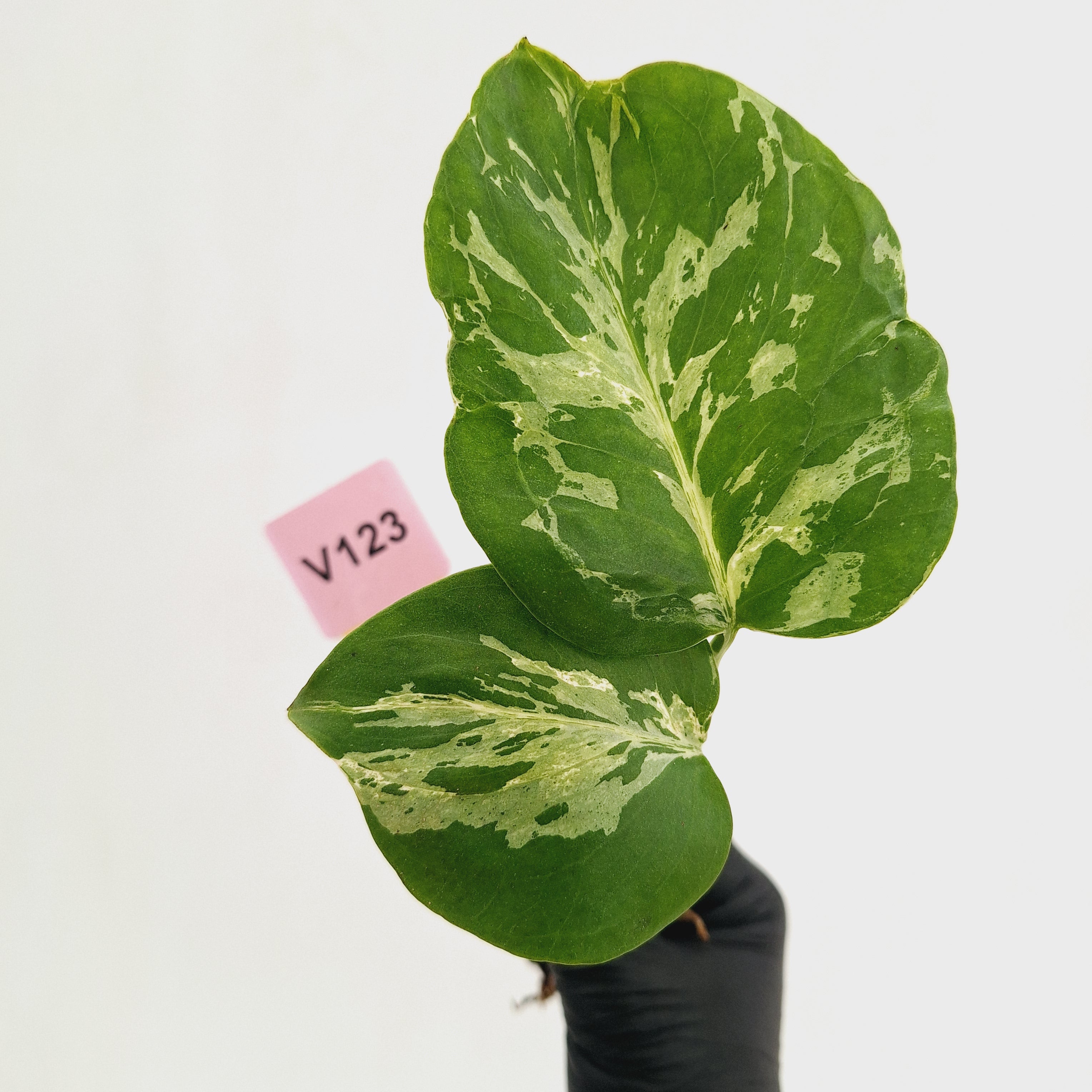 Monstera Deliciosa 'Bulbasaur - Bare Bottom Baby