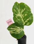 Monstera Deliciosa 'Bulbasaur - Bare Bottom Baby
