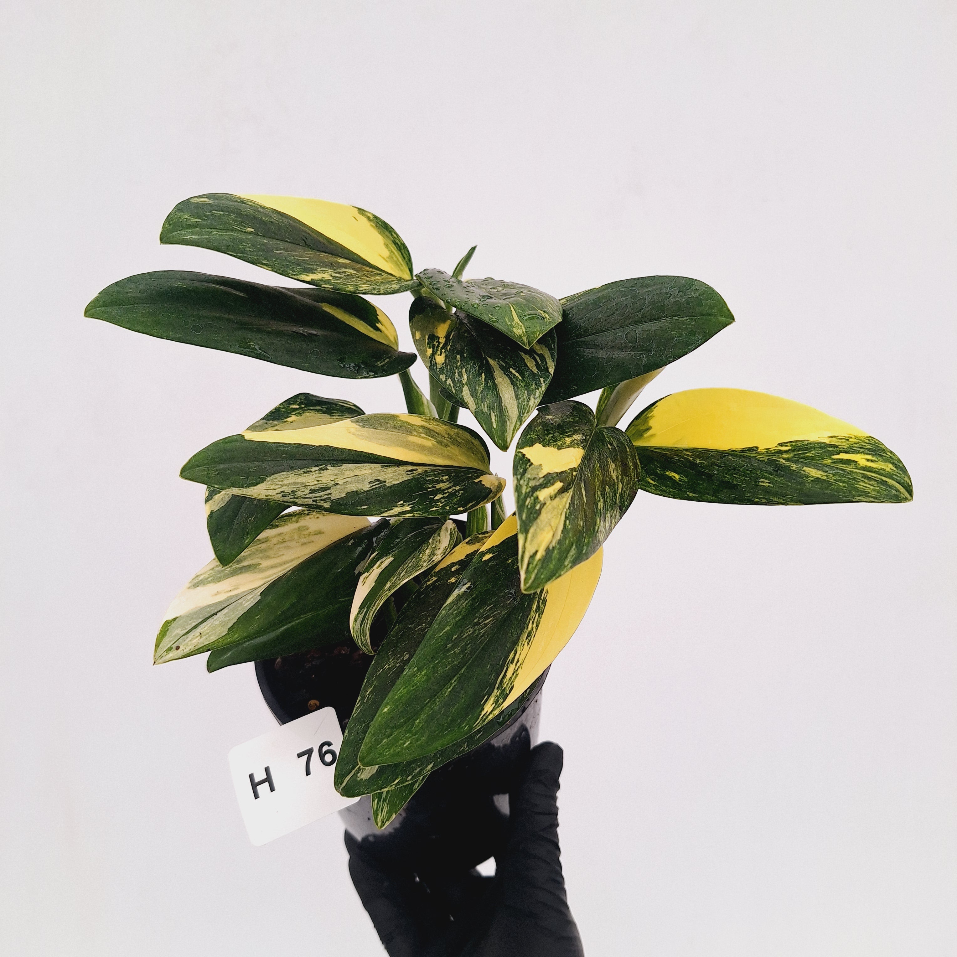 Monstera standleyana 'Cobra' - SALE