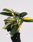 Monstera standleyana 'Cobra' - SALE