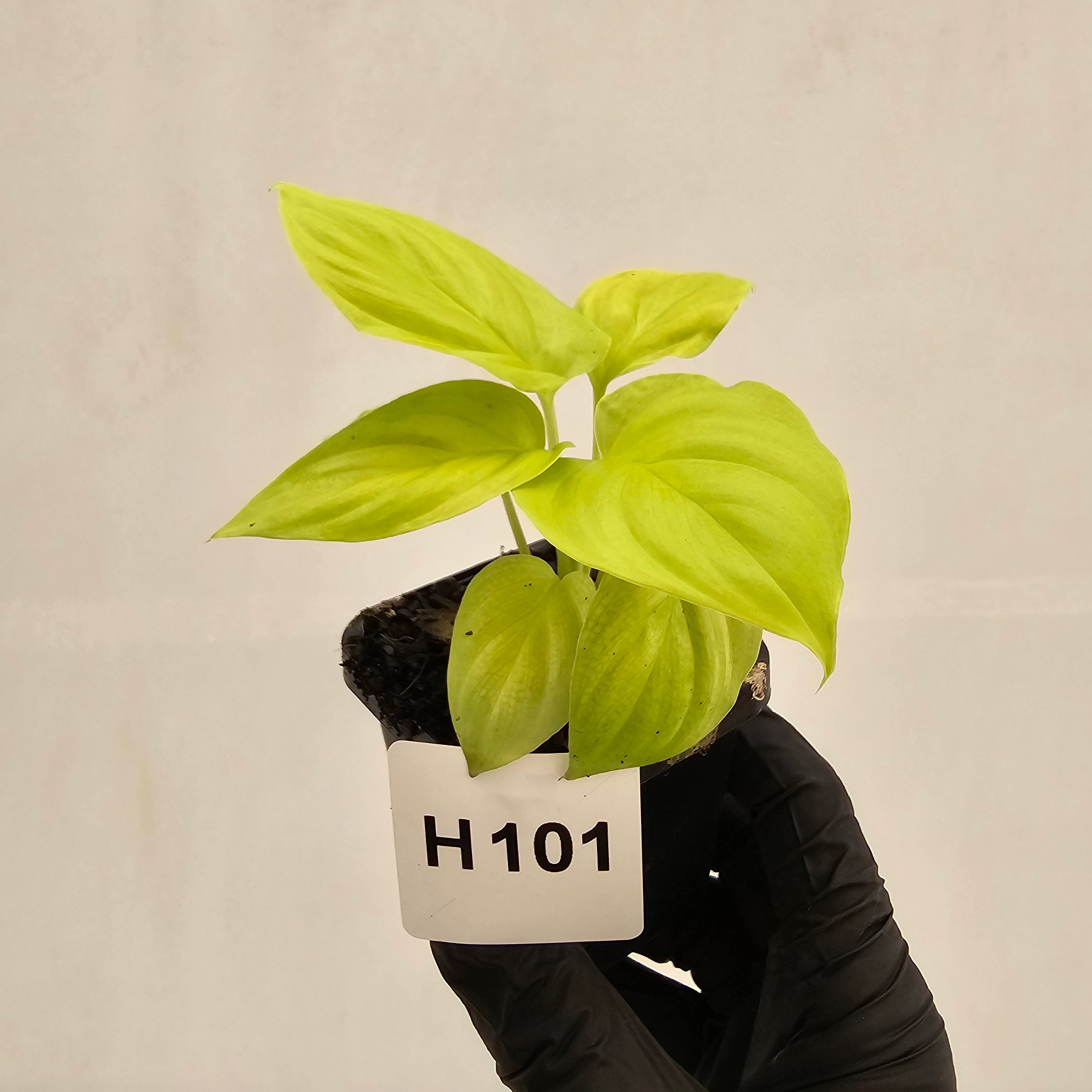 Homalomena rubescens Golden Hibiscus’ - Bare Bottom Baby - SALE