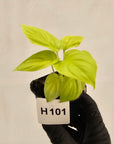 Homalomena rubescens Golden Hibiscus’ - Bare Bottom Baby - SALE