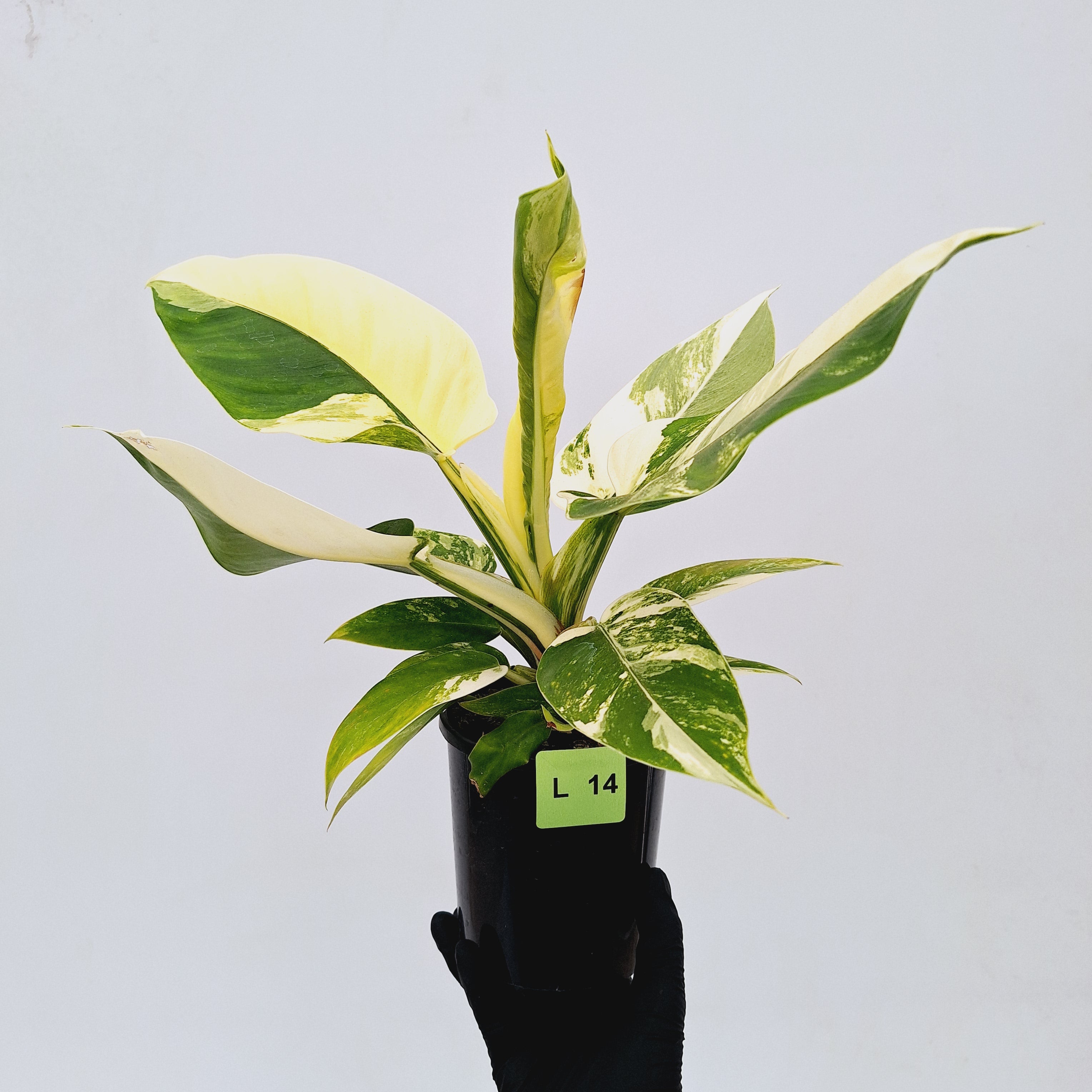 Philodendron imperial green variegata