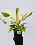 Philodendron imperial green variegata