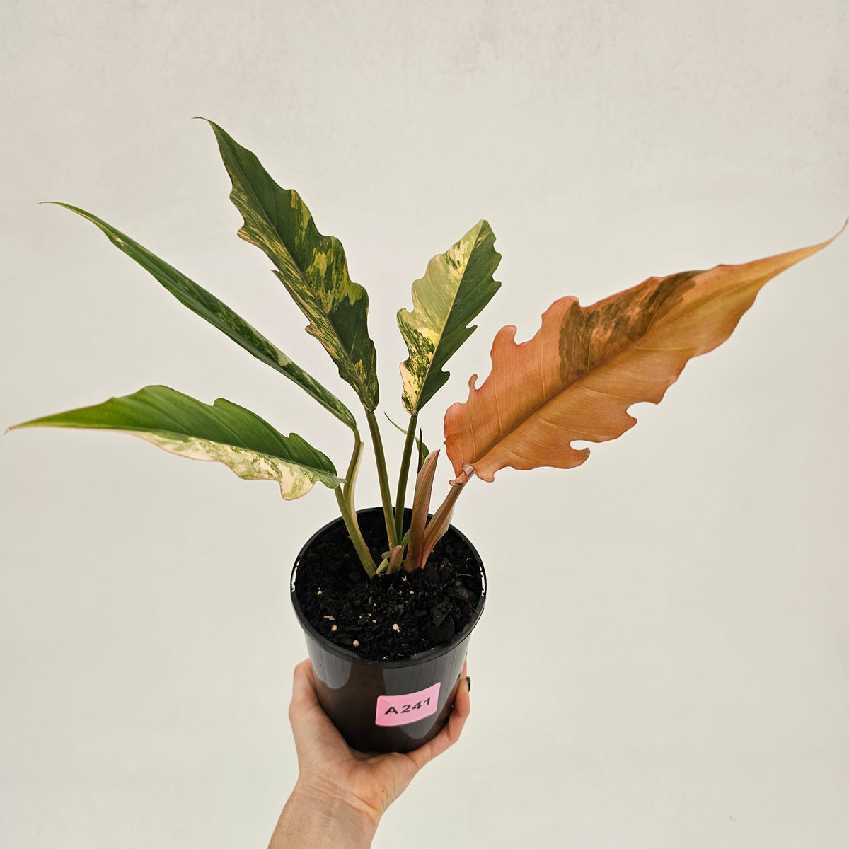 Philodendron serratum 'Caramel Marble' -flash sale