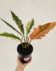 Philodendron serratum 'Caramel Marble' -flash sale