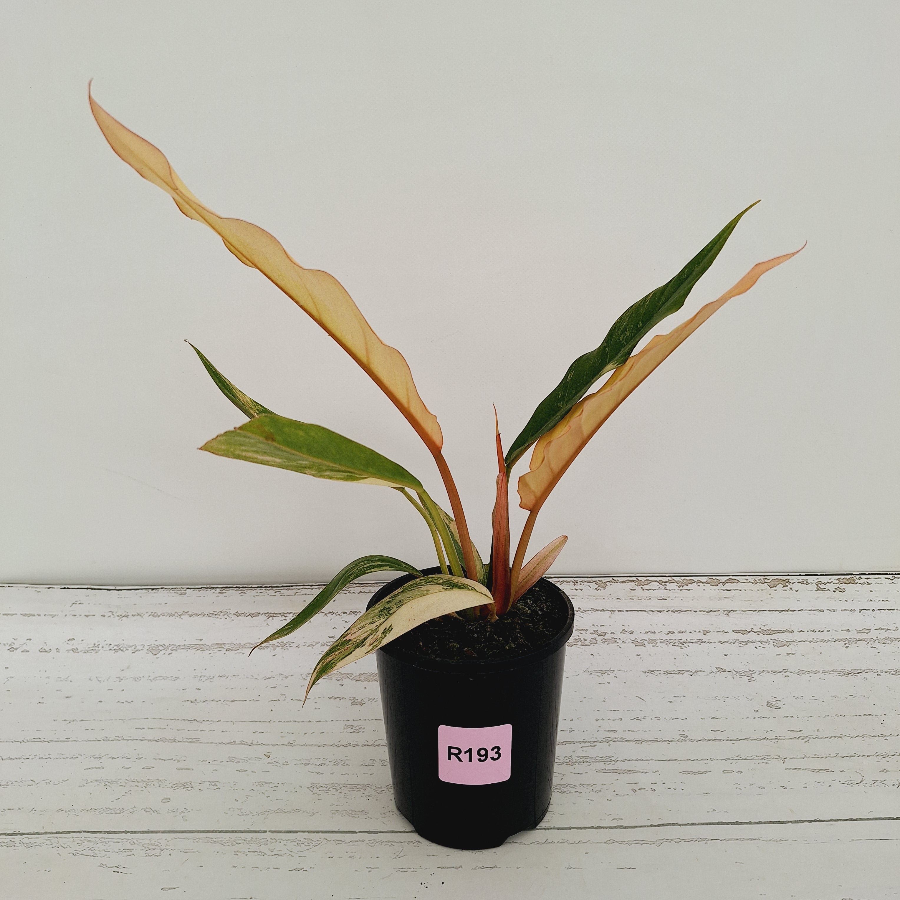 Philodendron serratum 'Caramel Marble'