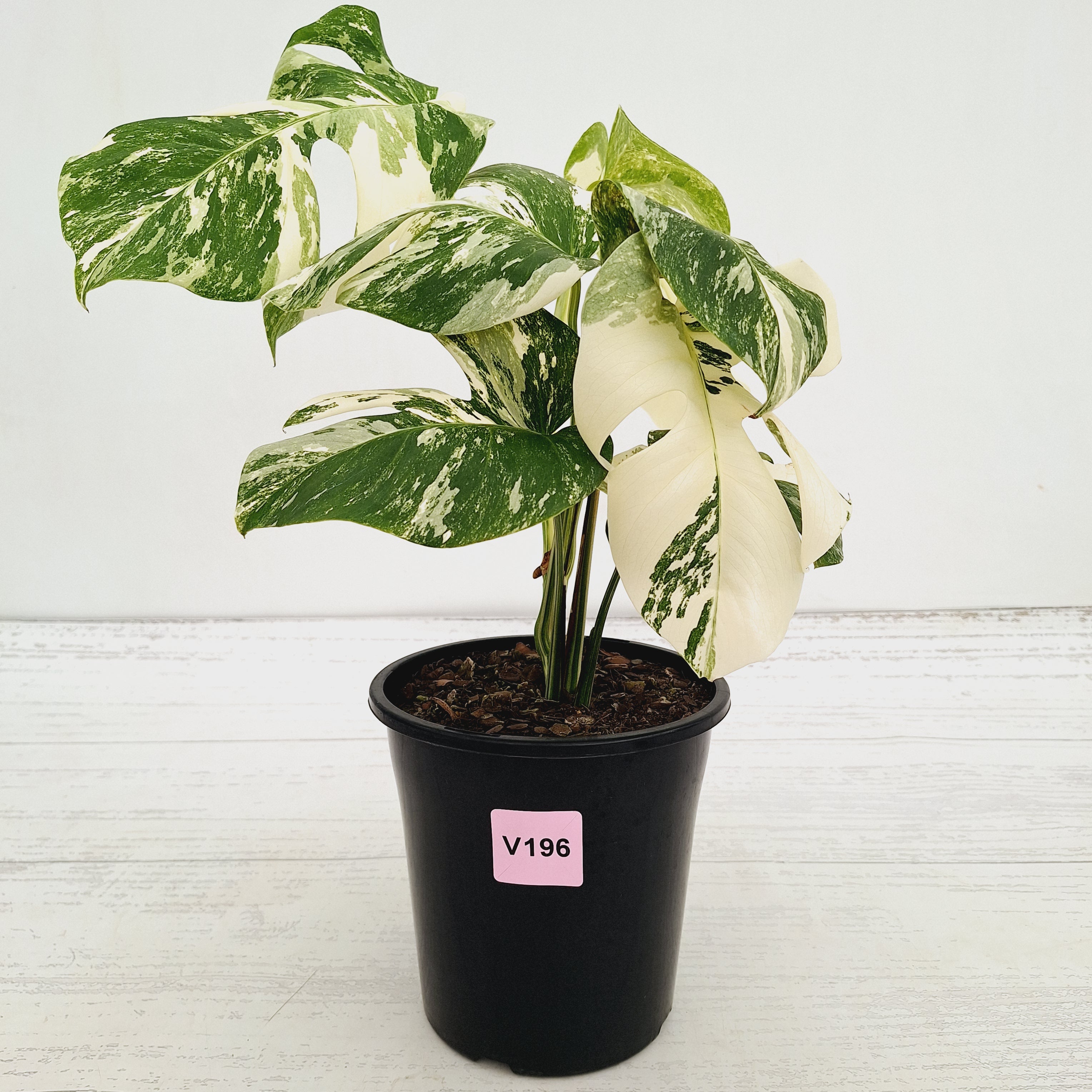 Monstera borsigiana 'Albo'