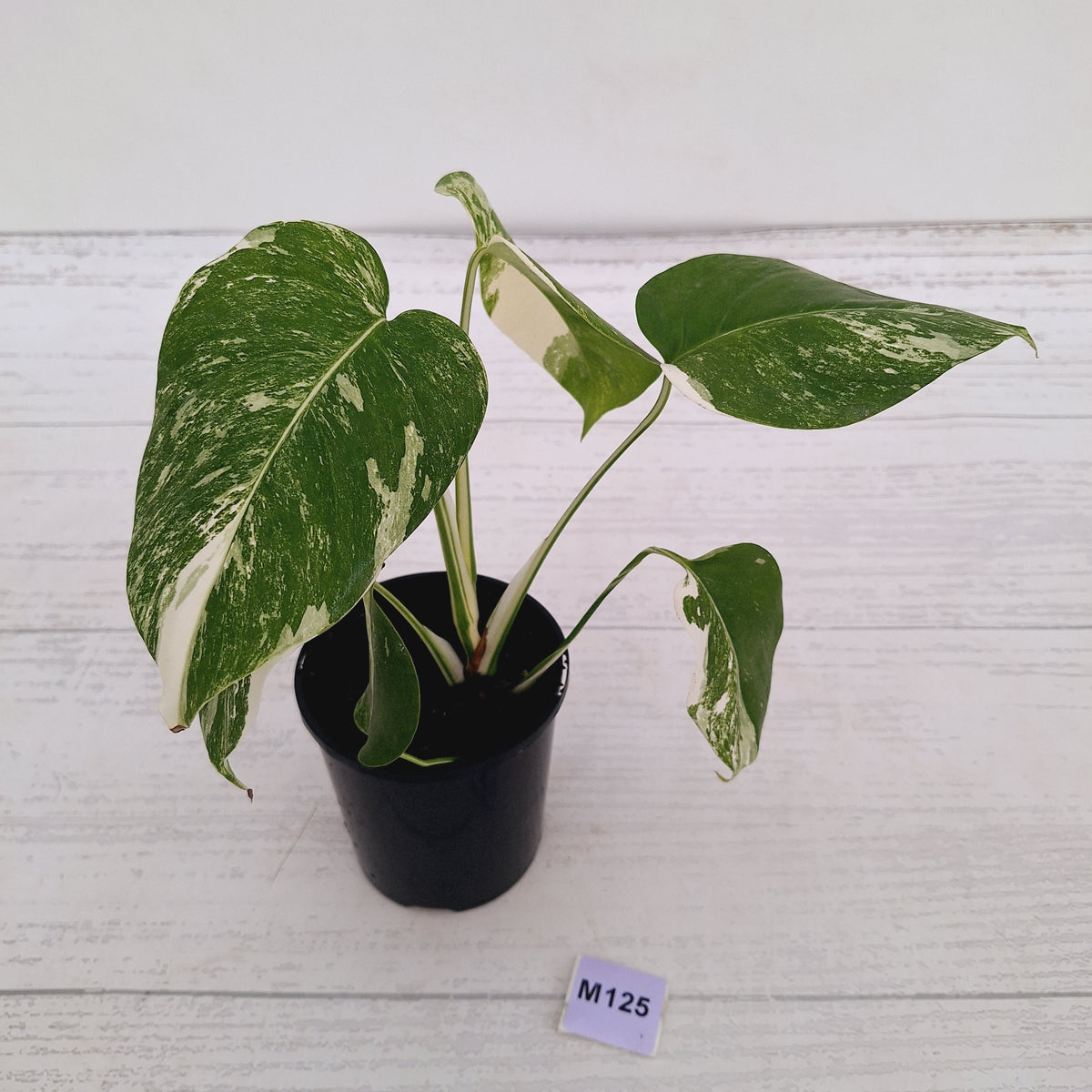 Monstera borsigiana 'Albo'