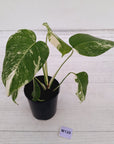 Monstera borsigiana 'Albo'
