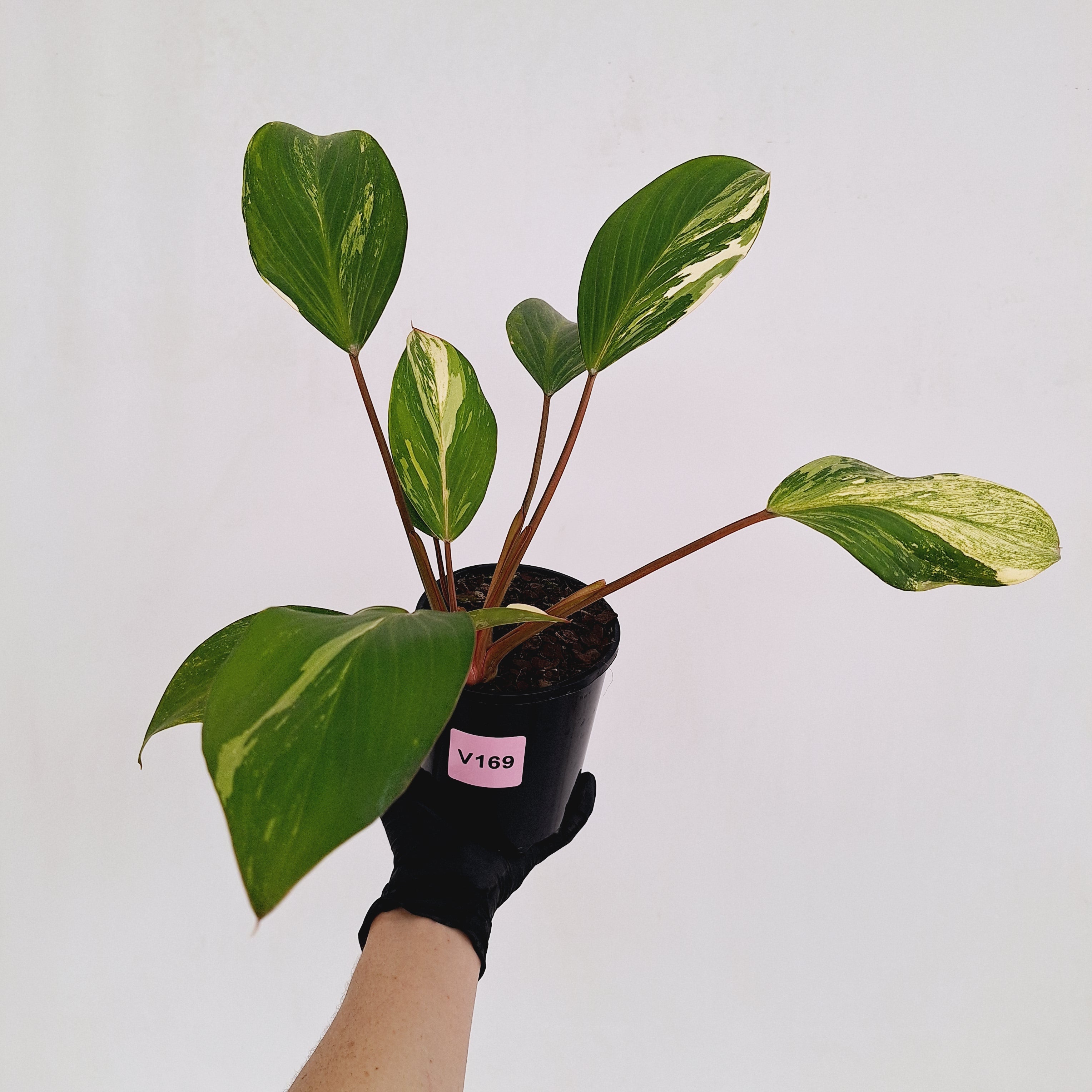 Homalomena Tropical Green Variegata -sale
