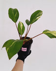 Homalomena Tropical Green Variegata -sale