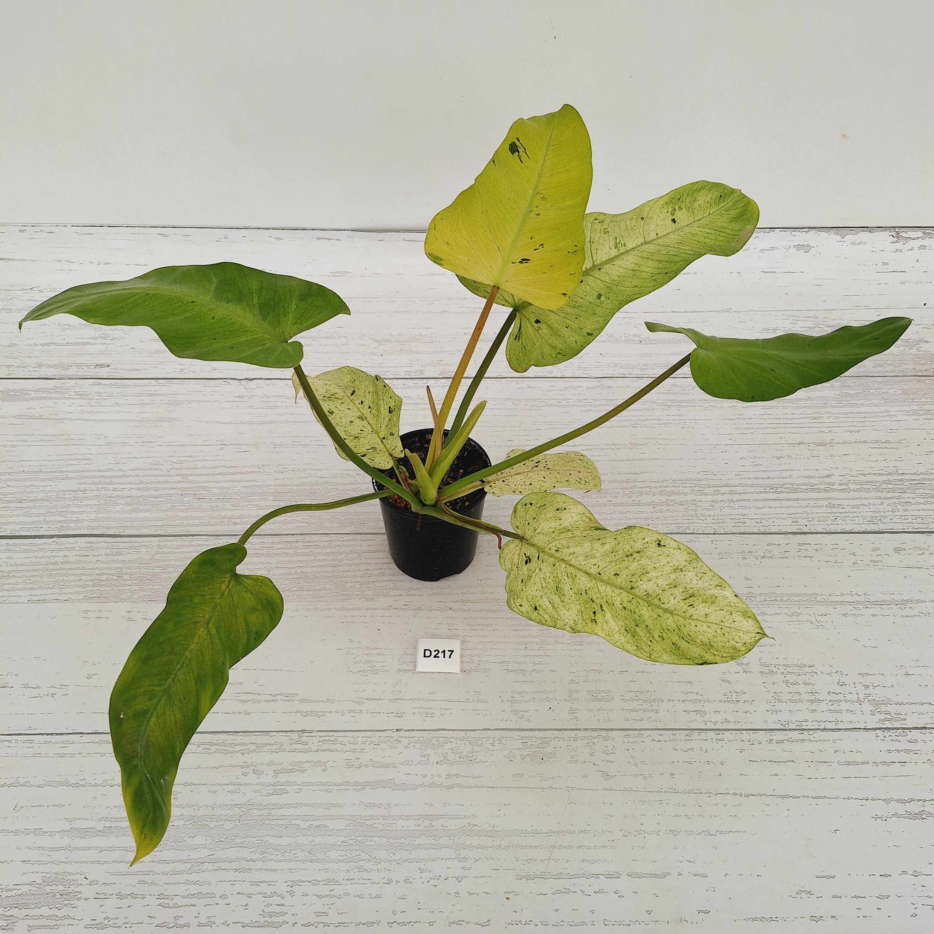 Philodendron  'Whipple Way'