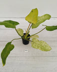 Philodendron  'Whipple Way'