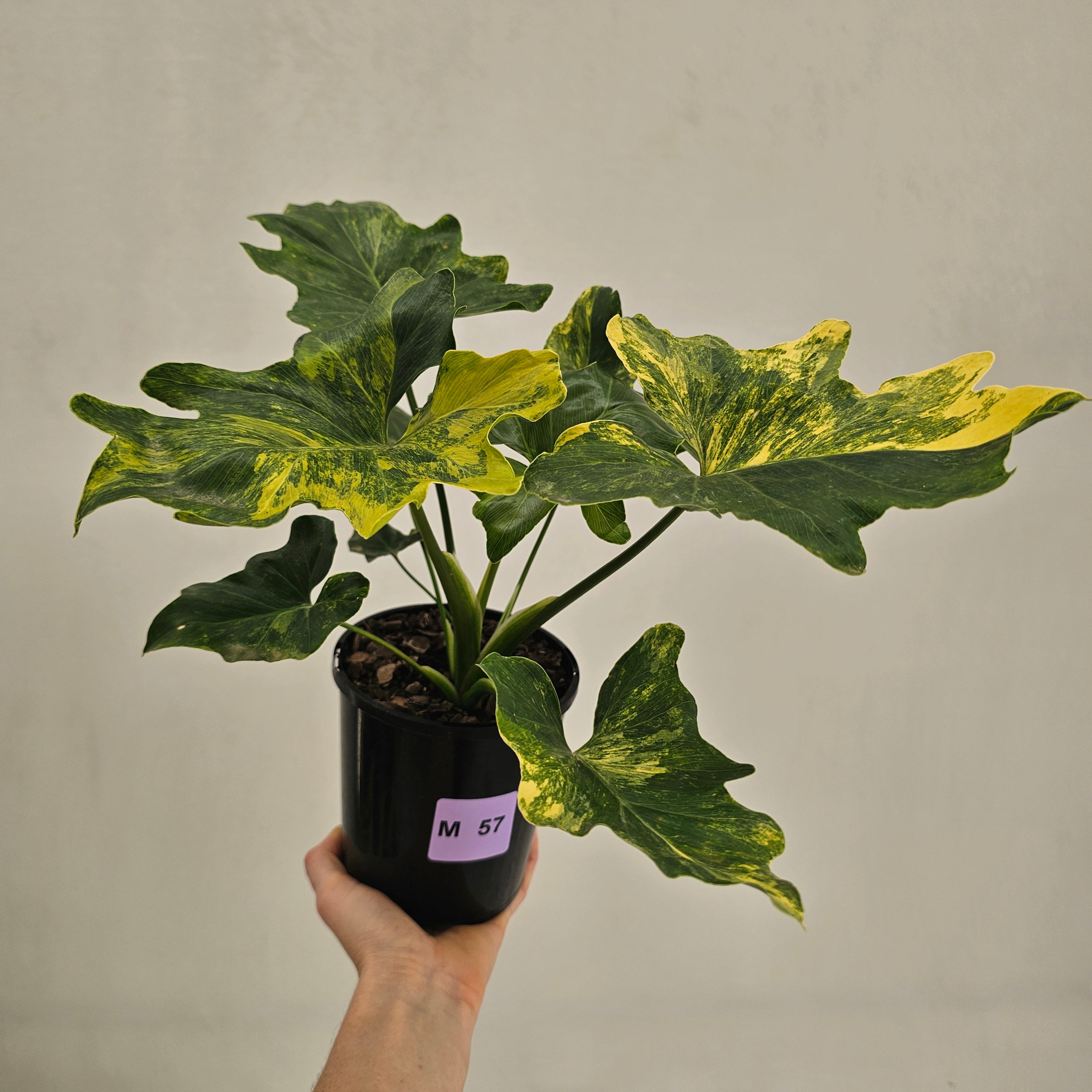 Philodendron bipinnatifidum variegata - SALE