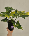 Philodendron bipinnatifidum variegata - SALE
