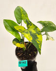 Syngonium podophyllum 'Gold'