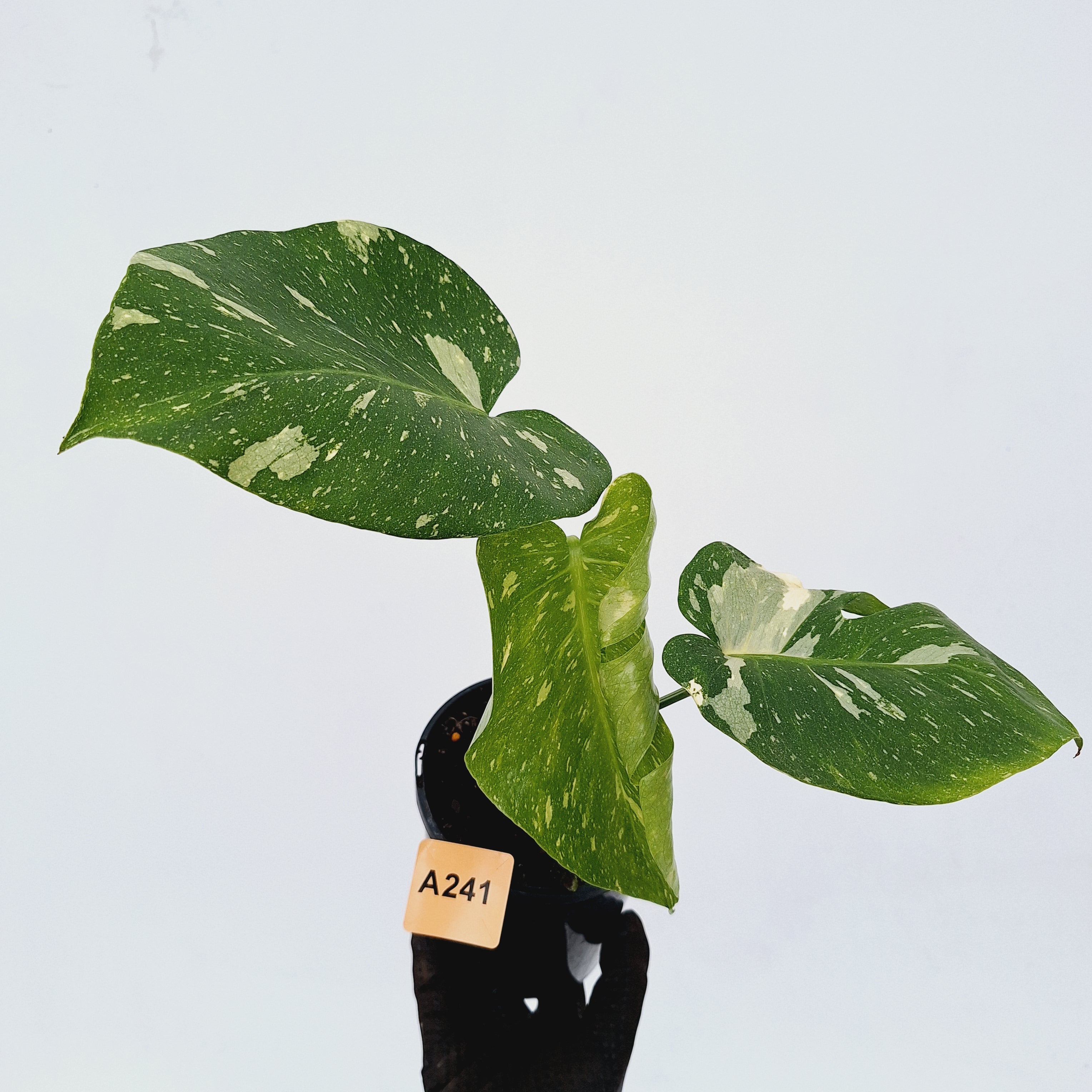 Monstera deliciosa Thai Constellation