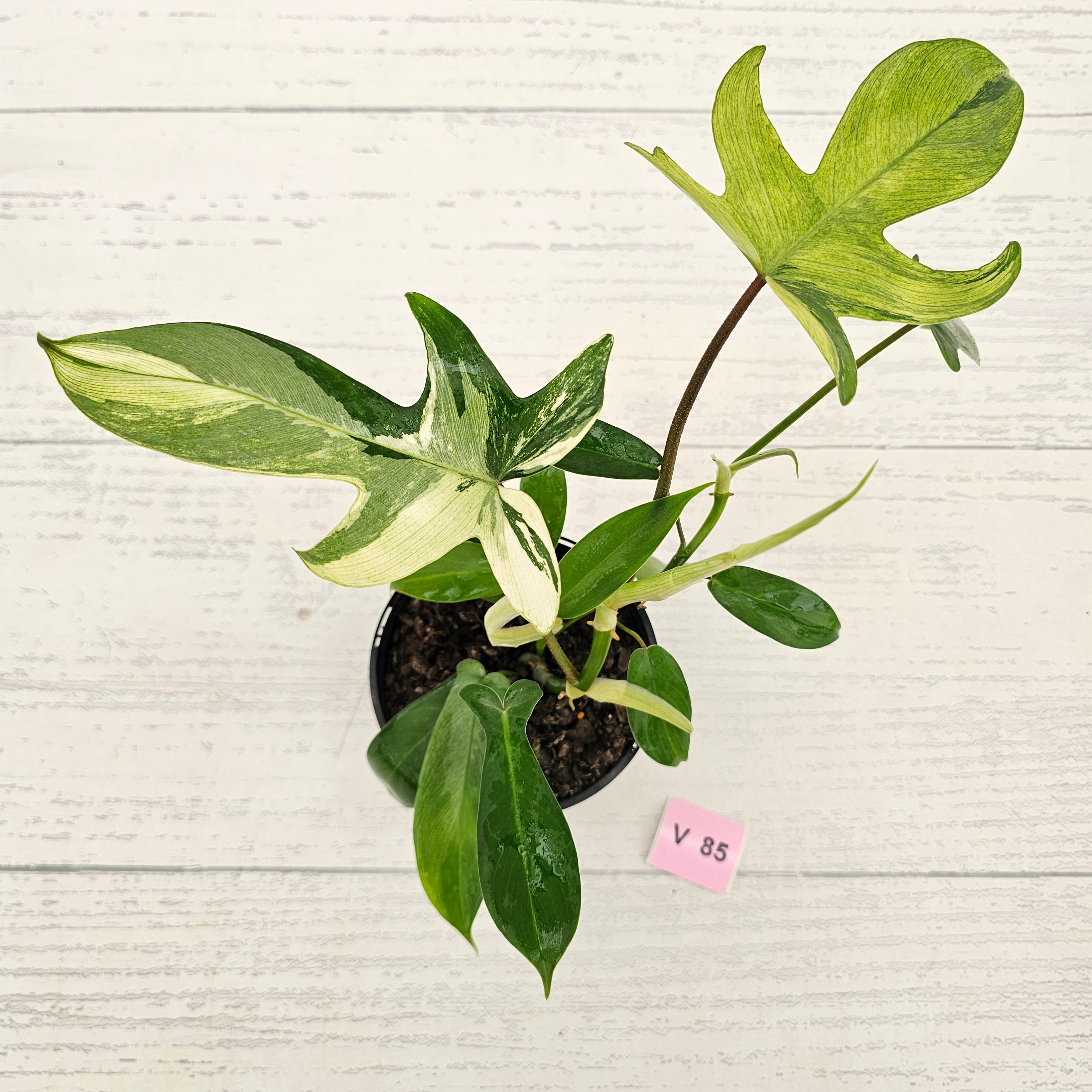 Philodendron pedatum 'Florida Beauty'
