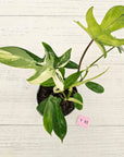 Philodendron pedatum 'Florida Beauty'